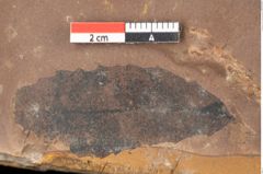 Foto (Detailsansicht) von Quercus palaeoilex Ettingshausen (NHMW-GEO-2024-0188-0871)